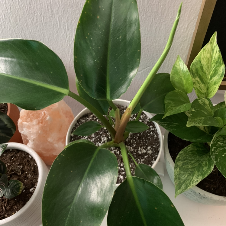 Philodendron 'Congo' plant with large green leaves in a pot, soil visible.