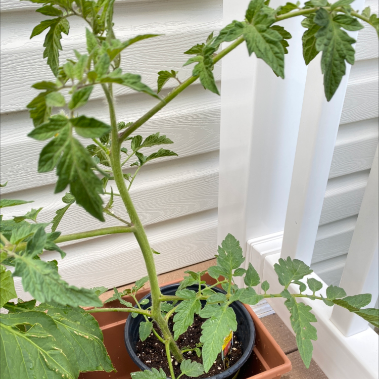 Photo of the plant species Tomato Plant by @ExpansiveMum named larry on Greg, the plant care app
