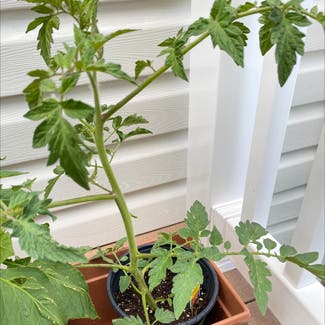 Tomato Plant plant in Germantown, Maryland