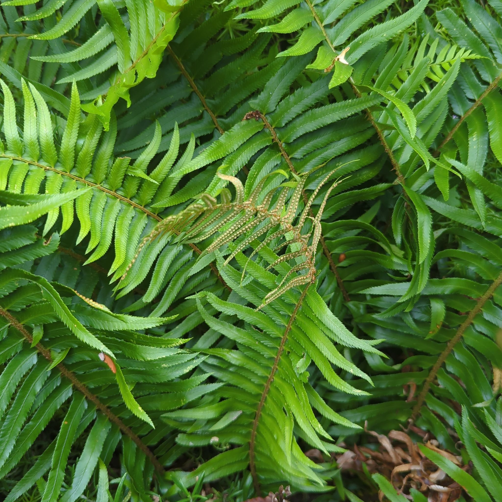 Western Swordfern with vibrant green fronds and some browning visible.
