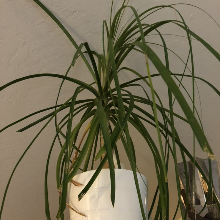 Healthy ponytail palm plant with long, green leaves emerging from a swollen base, in a white pot.