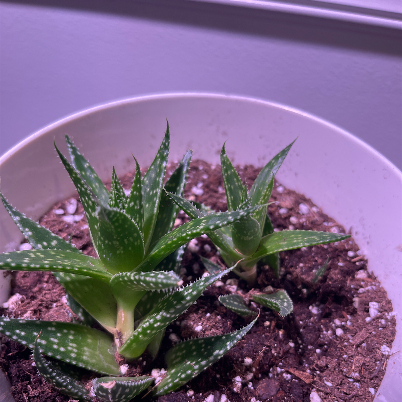 Broad-Leaved Aloe plant in a white pot with visible soil and healthy green leaves.