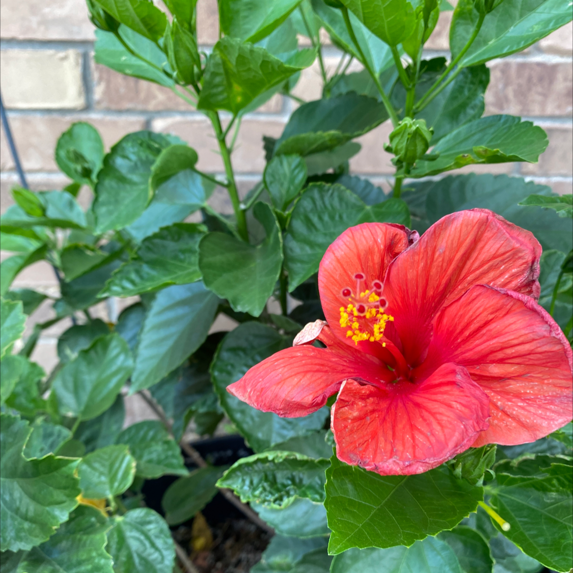 Photo of the plant species Hibiscus Tree by @Elliesgarden named Dax on Greg, the plant care app