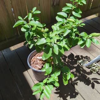 Persian Lime plant in St. Louis, Missouri