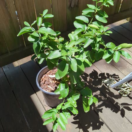 Photo of the plant species Bearss Lime by Fabredmint named Lime on Greg, the plant care app