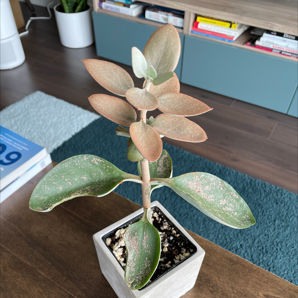 Potted Copper Spoons plant with coppery and green leaves, placed indoors on a wooden surface.