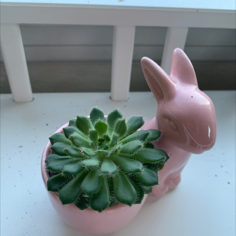 Succulent plant in a pink rabbit-shaped pot, identified as Mexican Firecracker.
