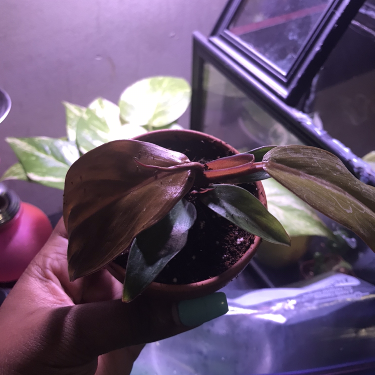 A McColley's Finale plant with browning leaves held by a hand. Soil is visible.