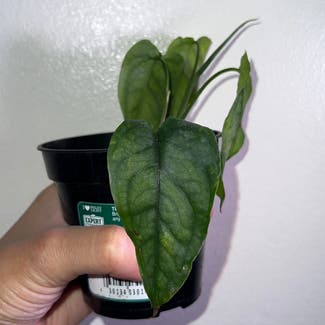 Jade Satin Pothos plant in Somewhere on Earth