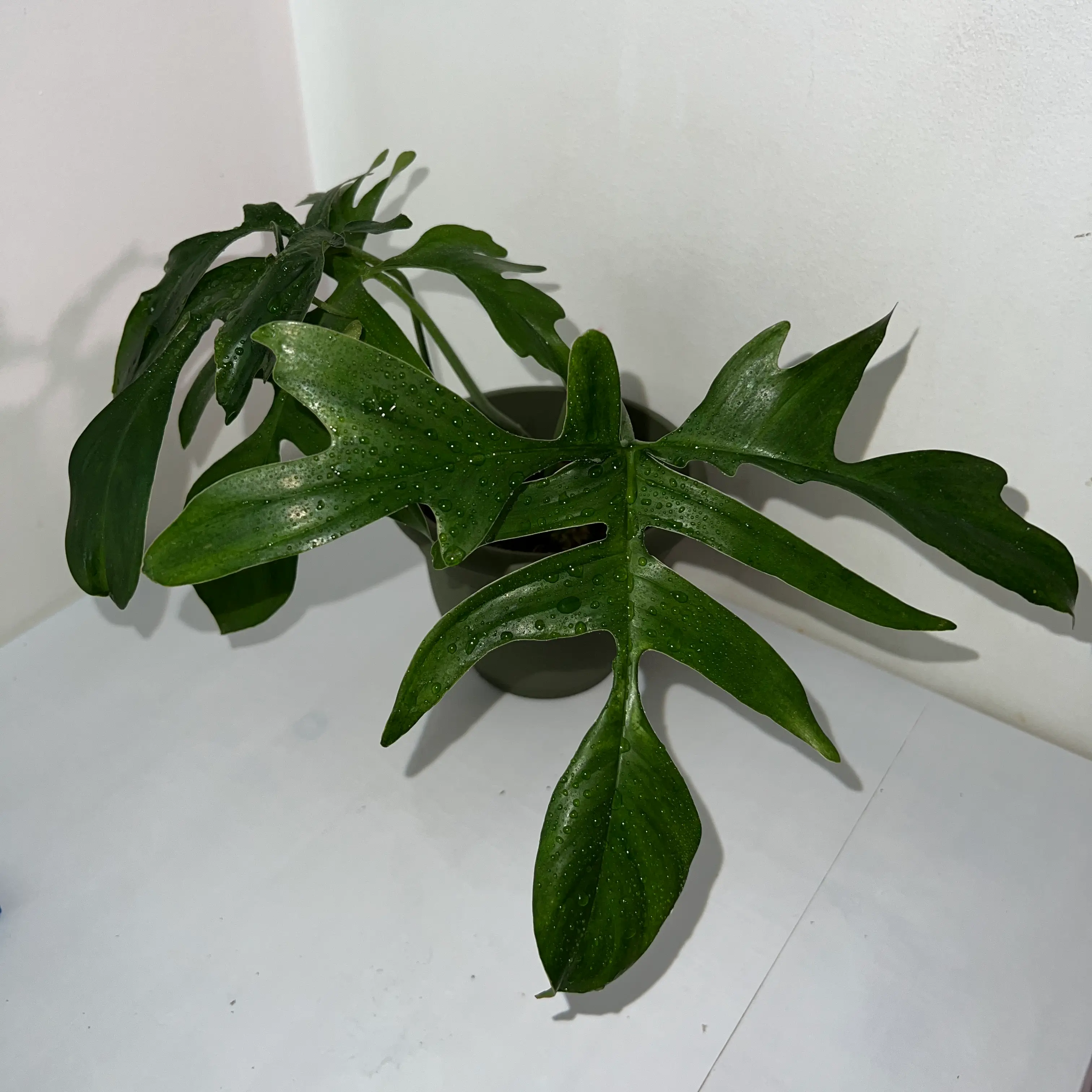Photo of the plant species Philodendron Quercifolium by @GreenPrincess named Oak Leaf Philodendron on Greg, the plant care app