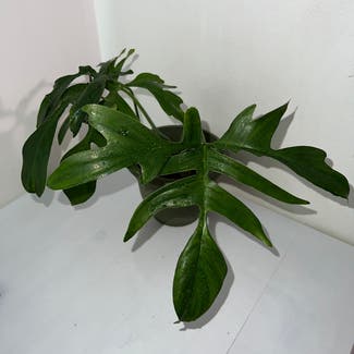 Philodendron Quercifolium plant in Somewhere on Earth