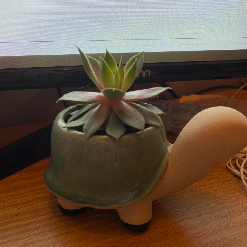 Echeveria 'Lola' succulent in a turtle-shaped pot on a wooden surface.