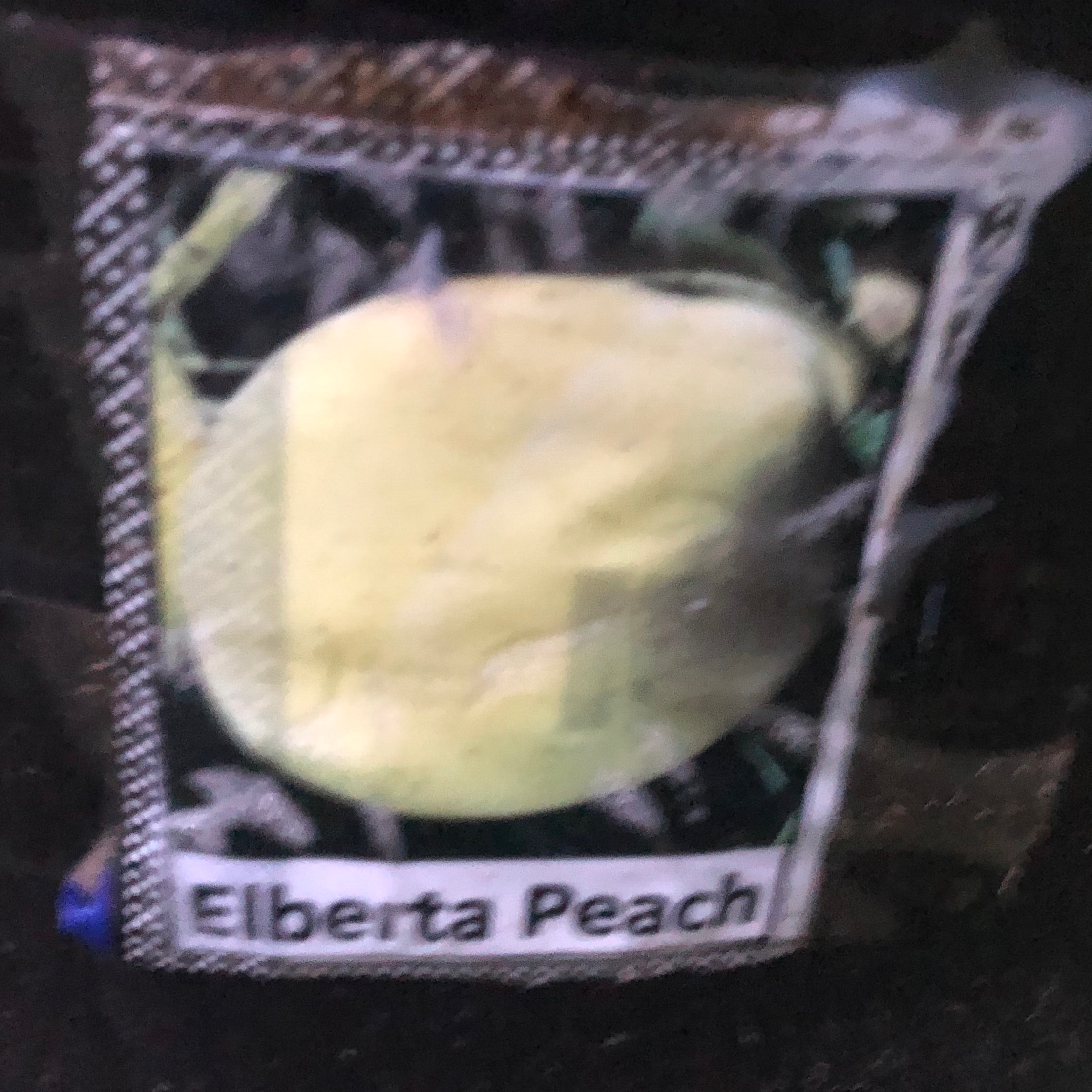 Photo of the plant species July Prince Peach Tree by @LushRedrose named Elberta peach on Greg, the plant care app