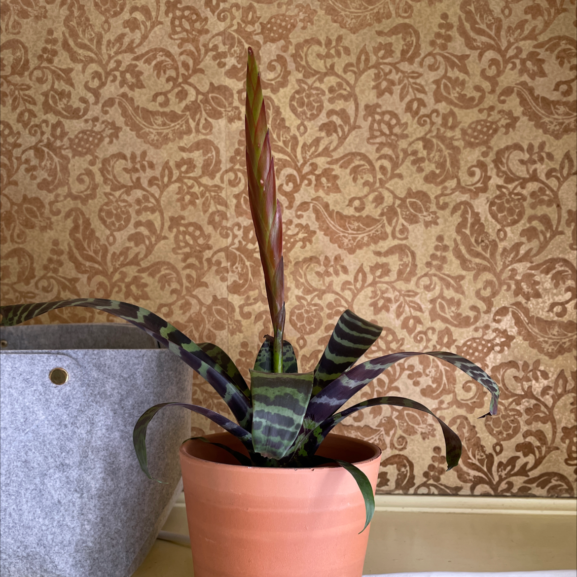 Flaming Sword Bromeliad in a terracotta pot with patterned wallpaper background.
