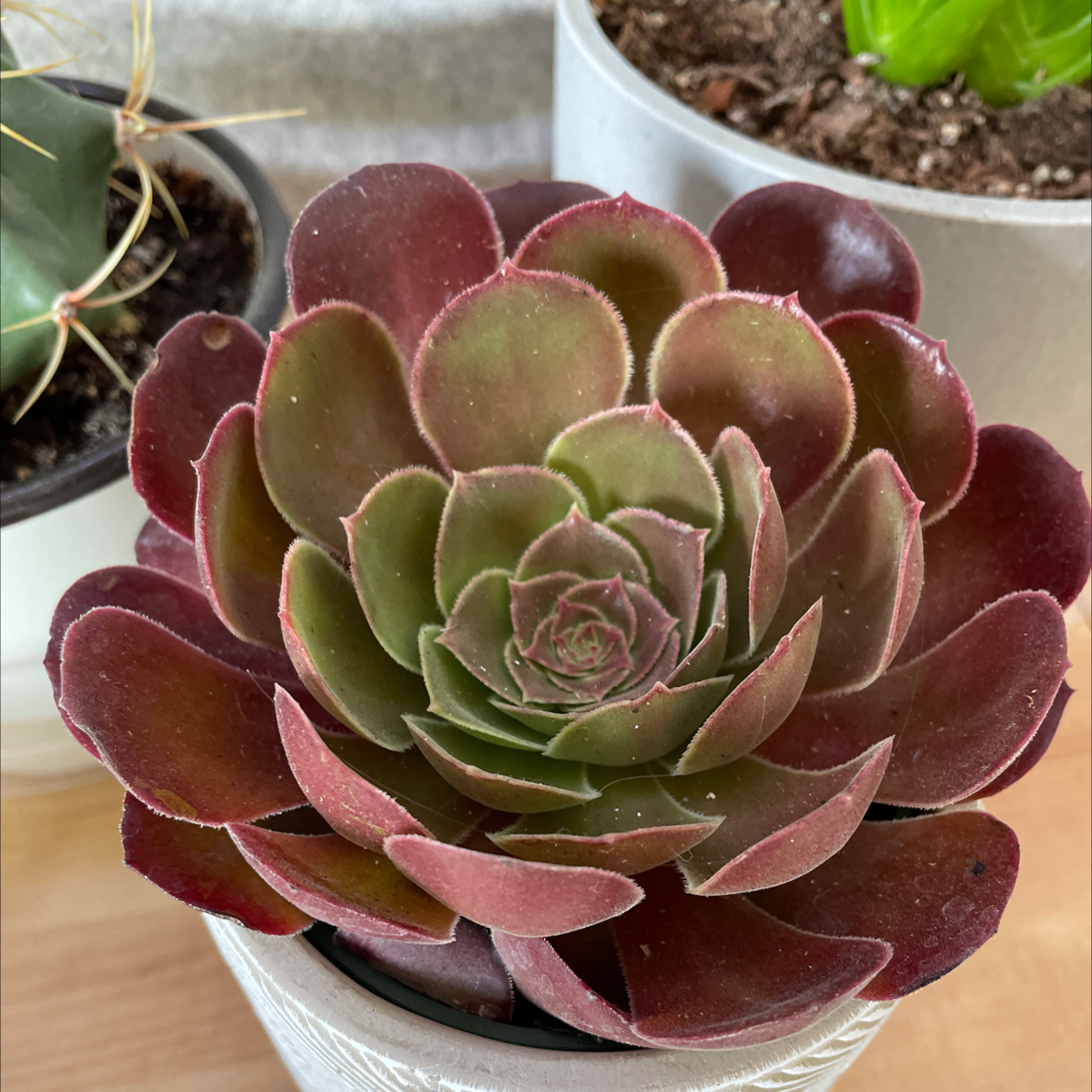 Photo of the plant species Aeonium Arboreum by @Yaak named Plantington on Greg, the plant care app