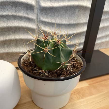 Photo of the plant species Ferocactus histrix by @Yaak named Spike on Greg, the plant care app