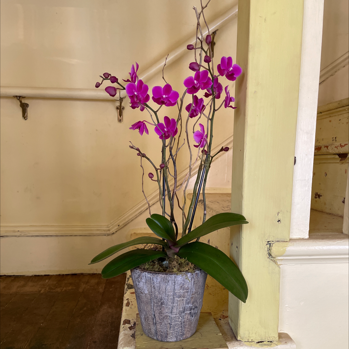 Photo of the plant species Aphrodite's Phalaenopsis by @Yaak named Bodhi on Greg, the plant care app