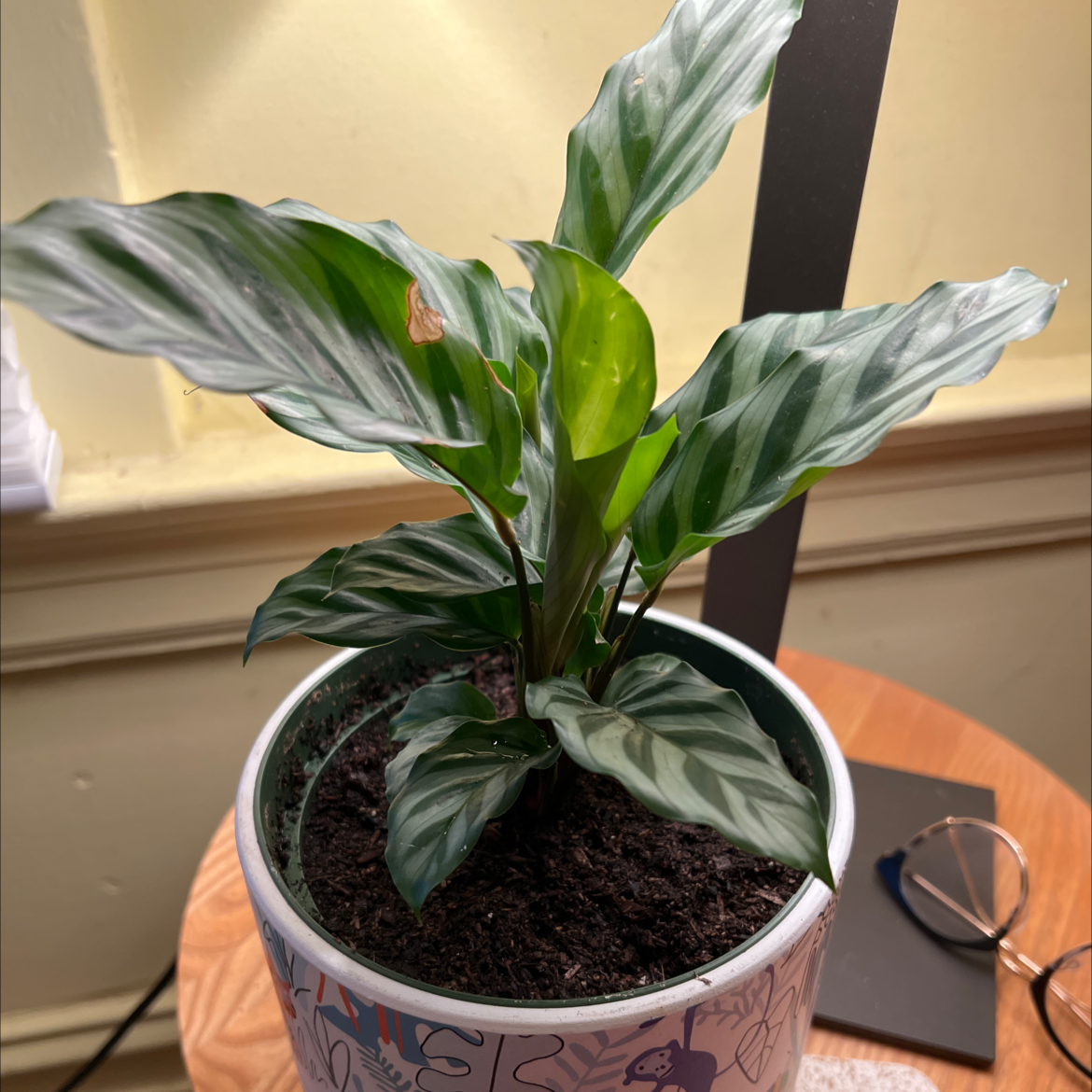 Calathea 'Freddie' plant in a decorative pot with vibrant green leaves and a small brown spot on one leaf.
