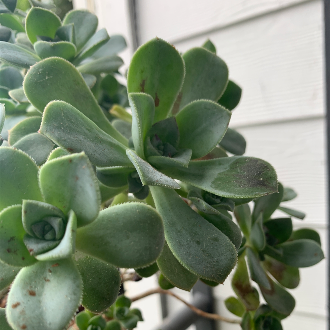 Photo of the plant species Haworth's Aeonium by @LushBlinks named Your plant on Greg, the plant care app