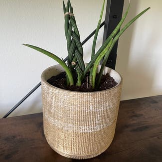 Cylindrical Snake Plant plant in New Orleans, Louisiana