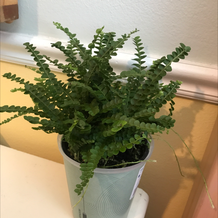 Thriving erect sword fern in blue ceramic pot, lush green upright fronds, no signs of disease or deficiency.