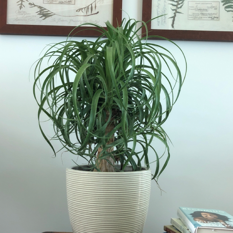 Photo of the plant species Ponytail Palm by @avafreimark named Pamela on Greg, the plant care app