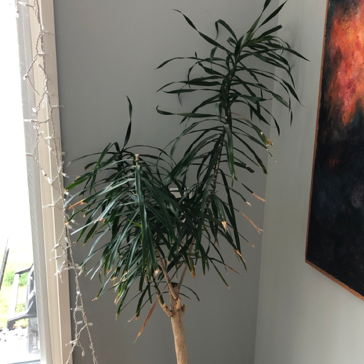 Dracaena 'Ray of Sunshine' plant indoors with some browning leaf tips.