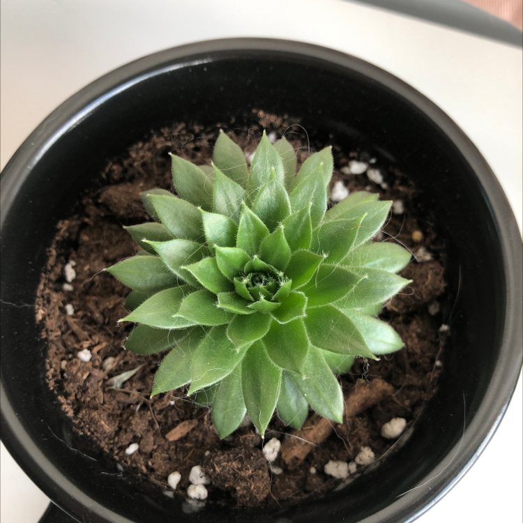 Healthy Cobweb Hens and Chicks plant in a black pot with visible soil.