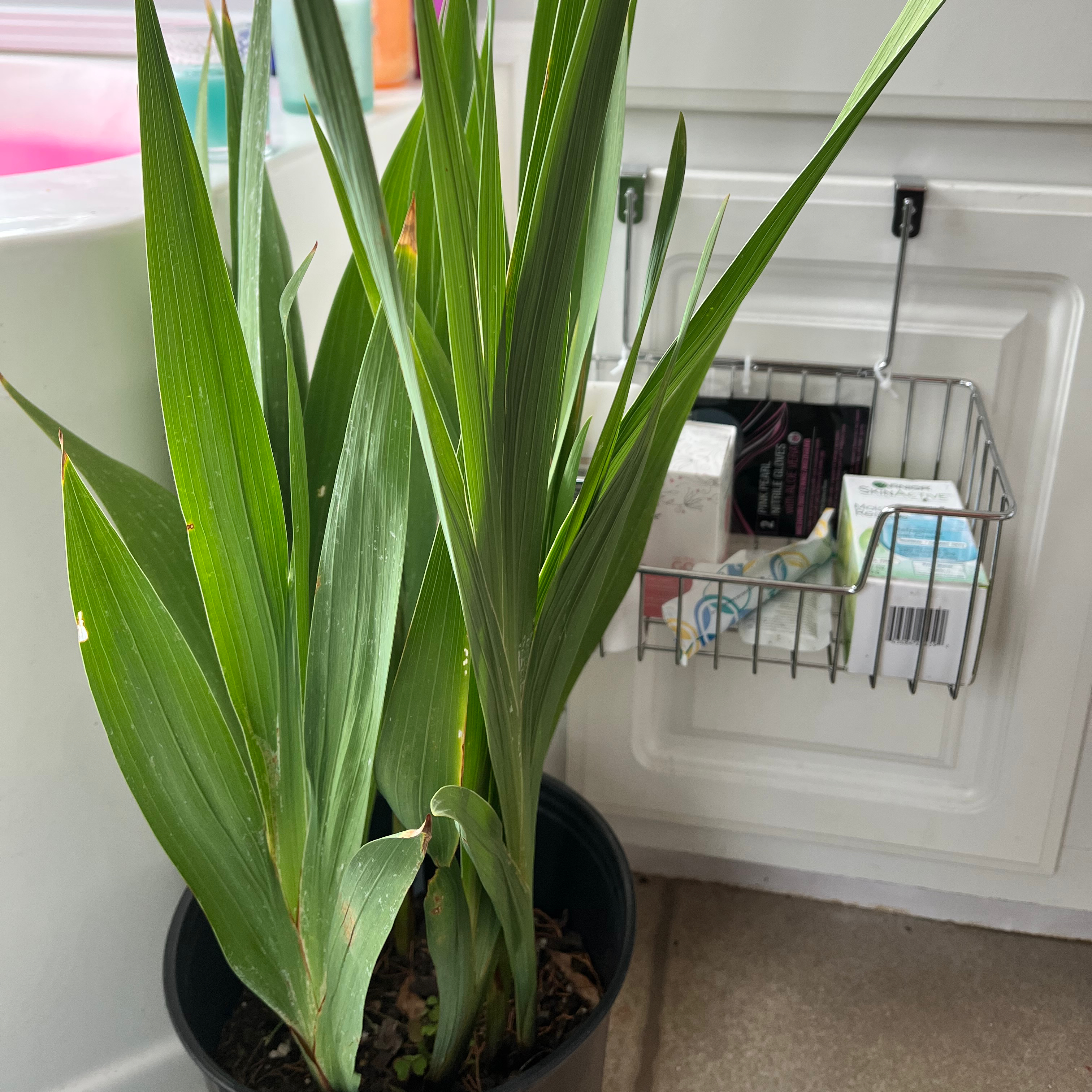 Photo of the plant species Rattlesnake Master by @FitRye named Harmony on Greg, the plant care app