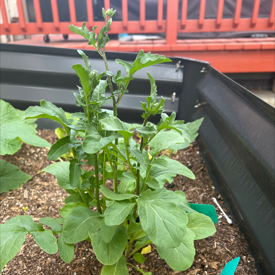 Healthy Garden Rocket plant in a raised garden bed with visible soil.