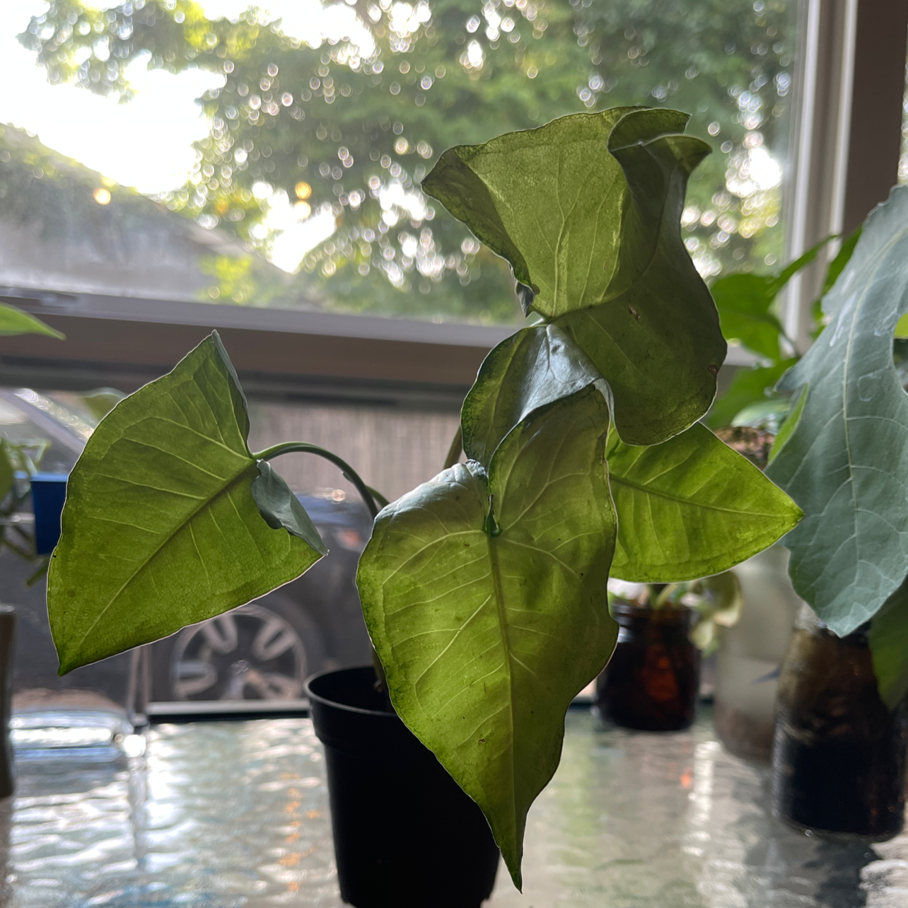 Syngonium 'White Butterfly' plant in a small pot with vibrant green leaves, placed on a table near a window.