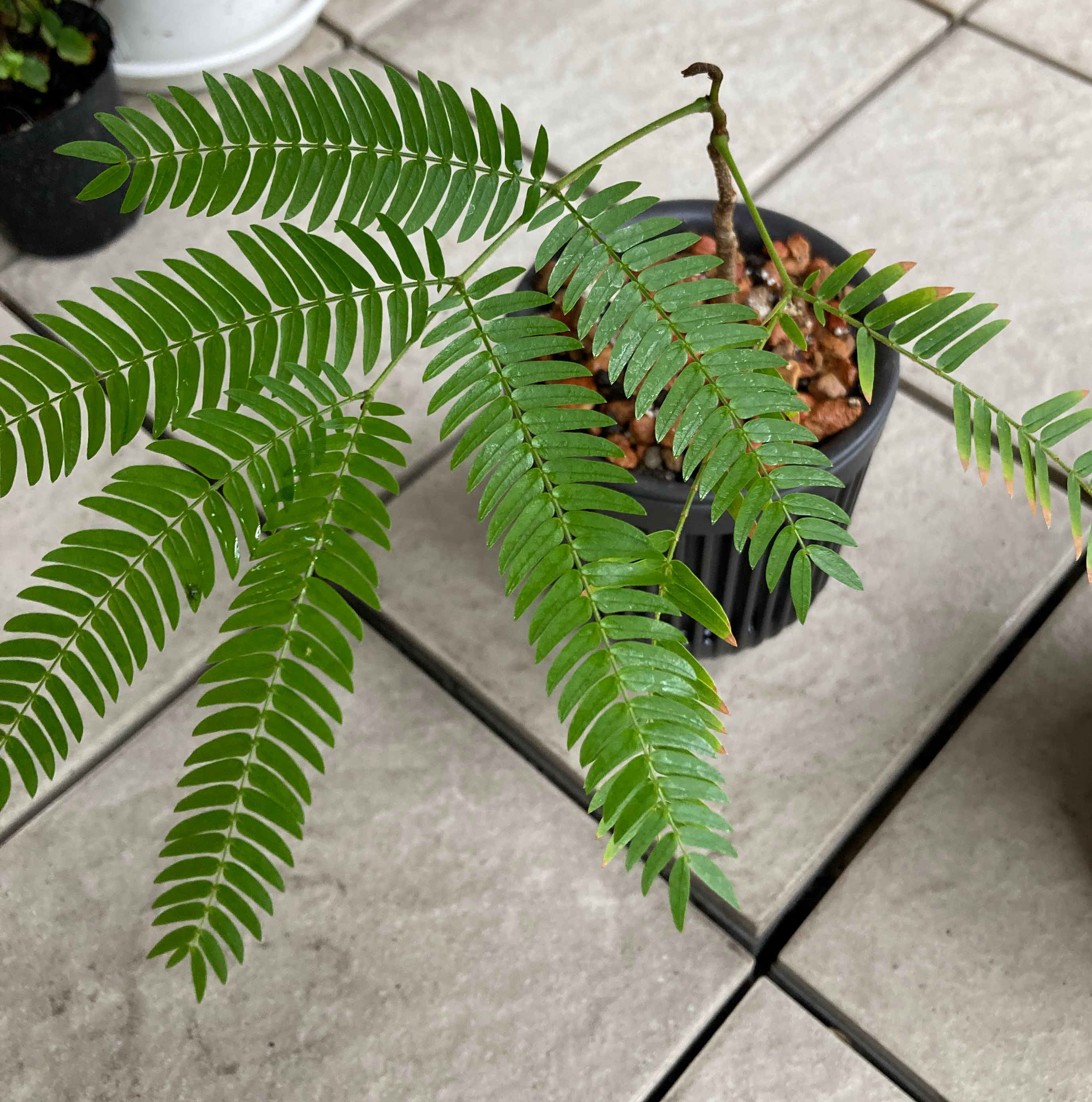 Potted Silk Tree (Albizia julibrissin) with healthy green compound leaves.