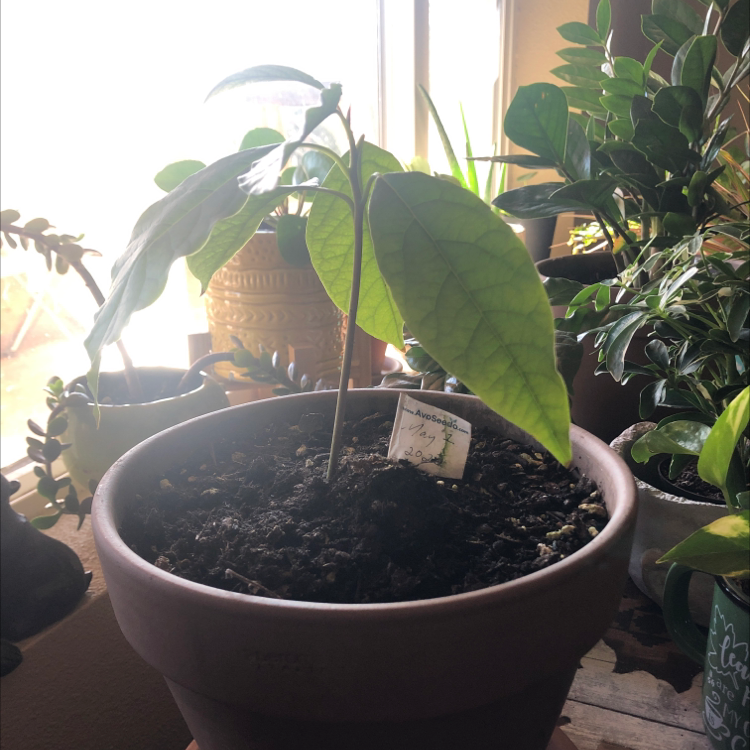 A healthy young avocado seedling growing in a clay pot, with large green leaves, situated near a sunny window.