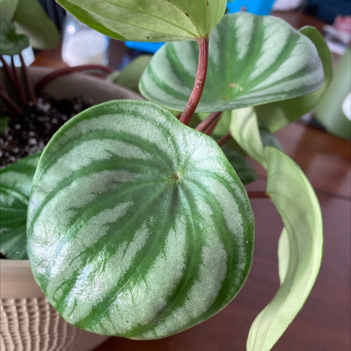 Watermelon Peperomia plant with green and silver-striped leaves in a pot.