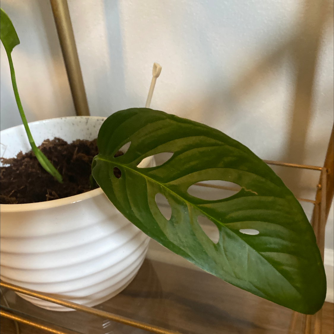 Healthy Monstera deliciosa leaf with characteristic holes, potted in white ceramic against soft fabric.
