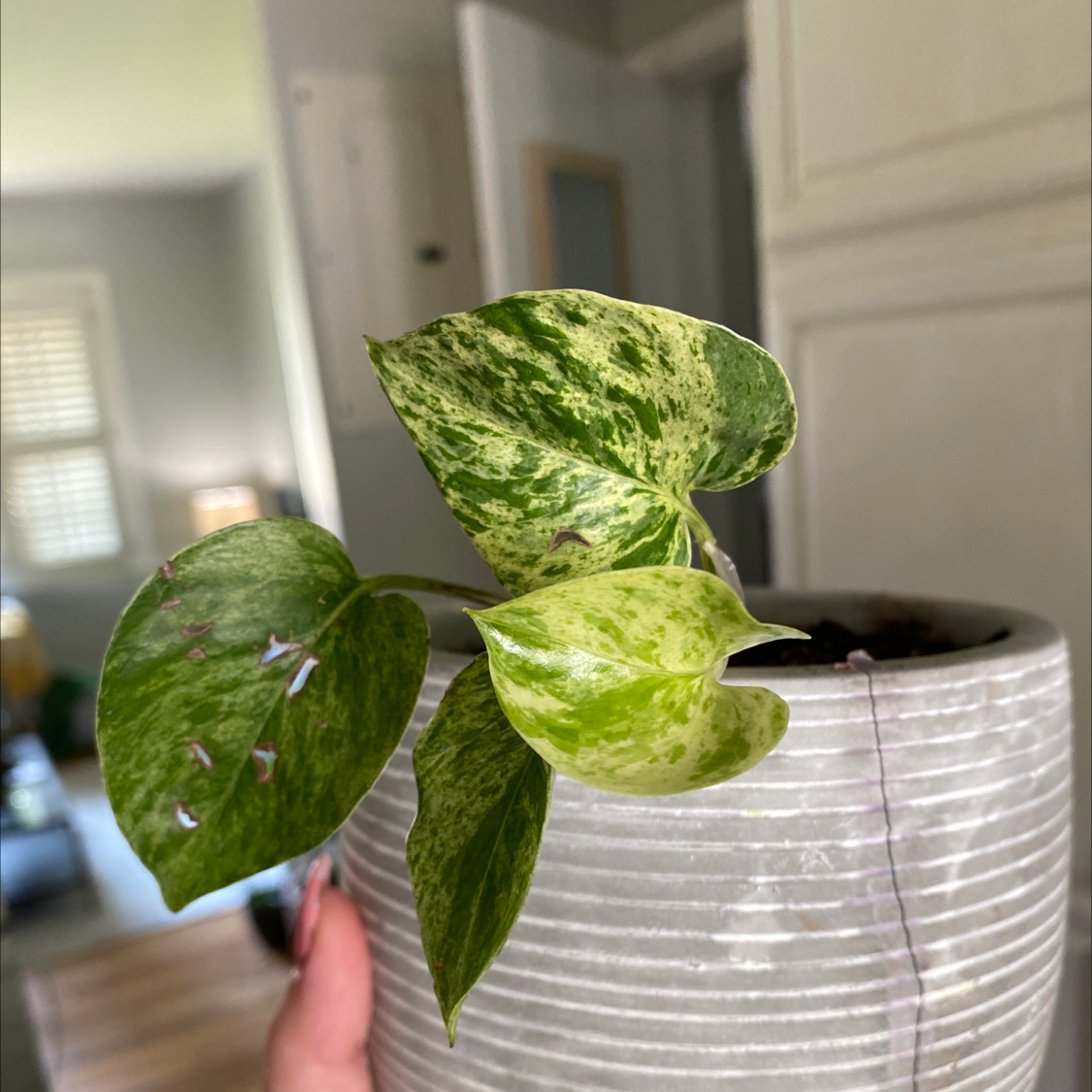 Marble Queen Pothos plant in a pot with variegated leaves, held by a hand.