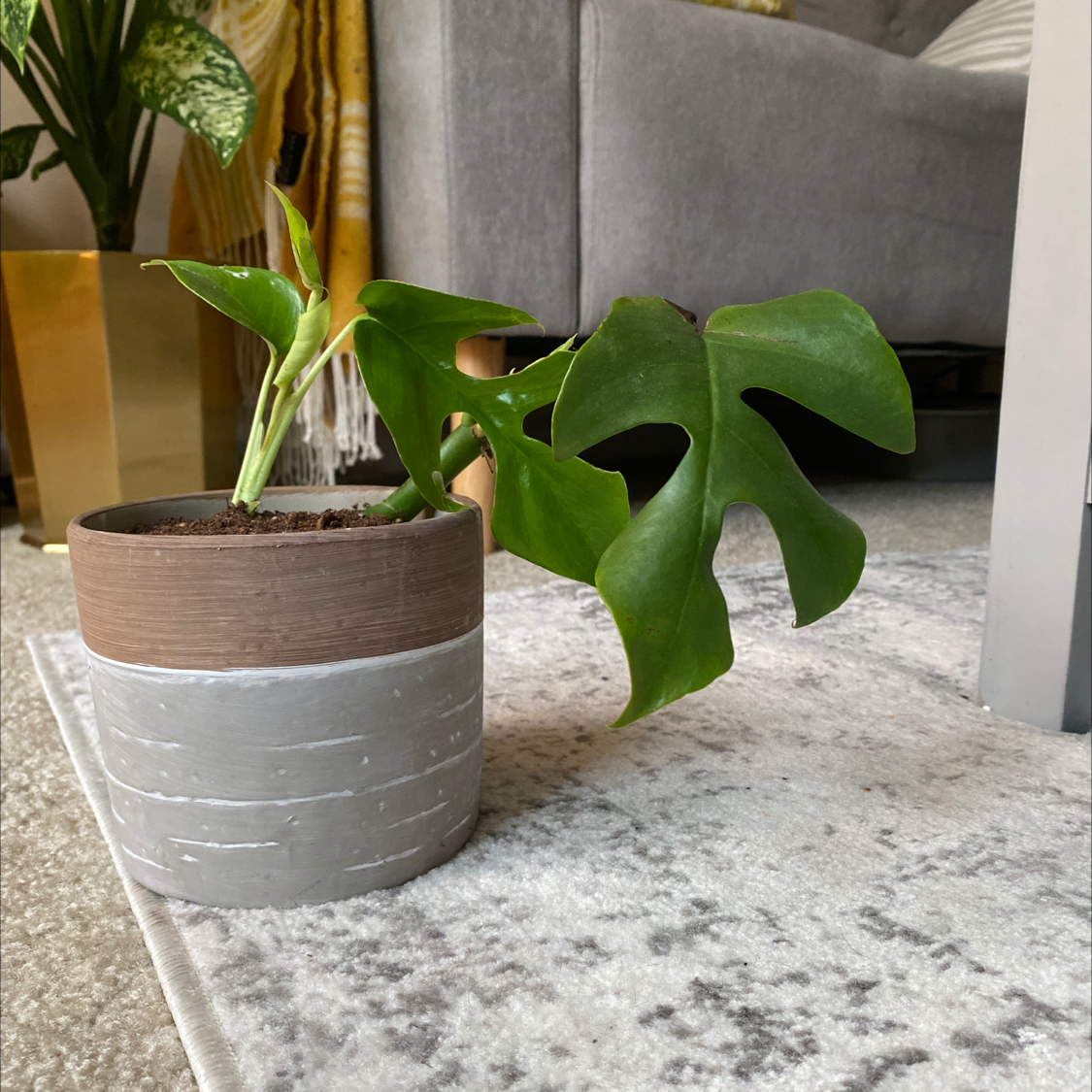 Monstera plant photo by @summer named frankenstein on Greg, the plant care app.