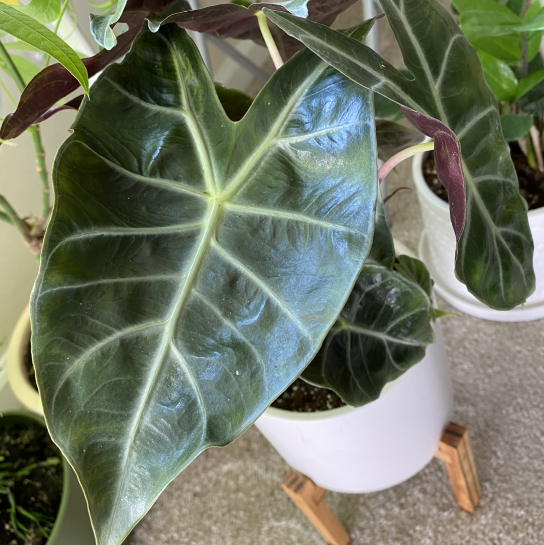 💧 How Much Humidity Does My Alocasia Polly Plant Need?