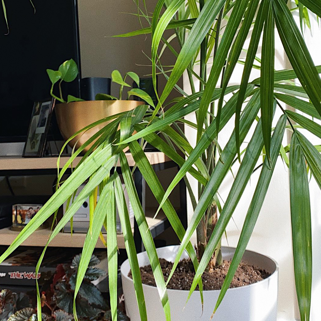 A large, healthy Majesty palm with lush green foliage growing in a light pot, well-framed and in focus.