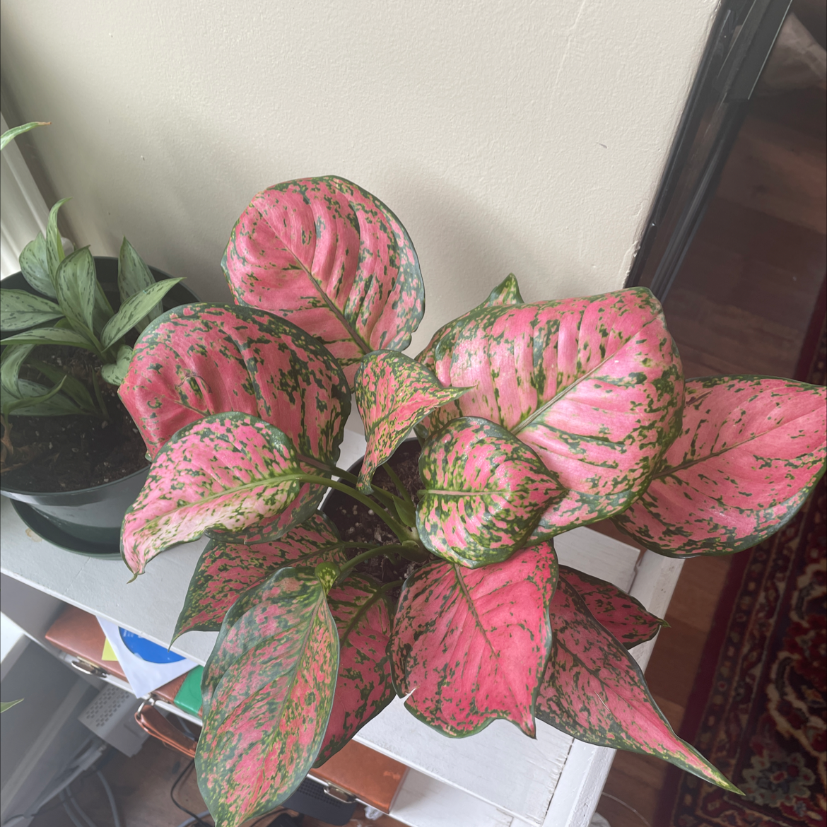 Aglaonema 'Pink Splash' with vibrant pink and green variegated leaves.