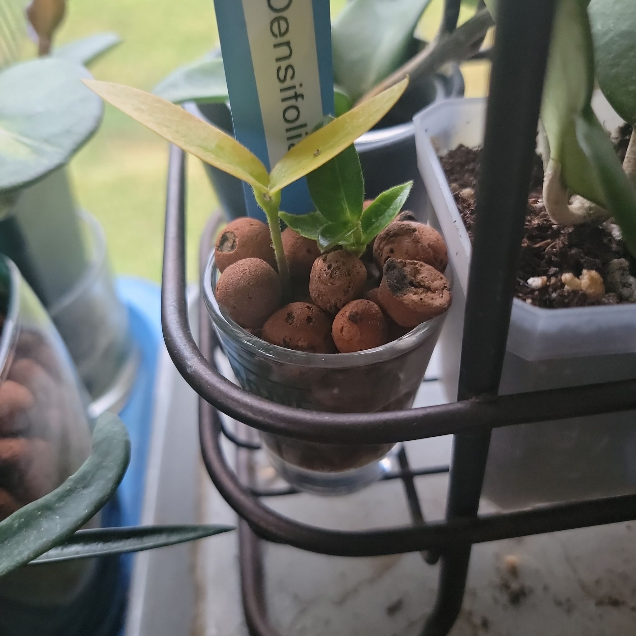 Photo of the plant species Hoya densifolia by @Bobbert named Homer on Greg, the plant care app