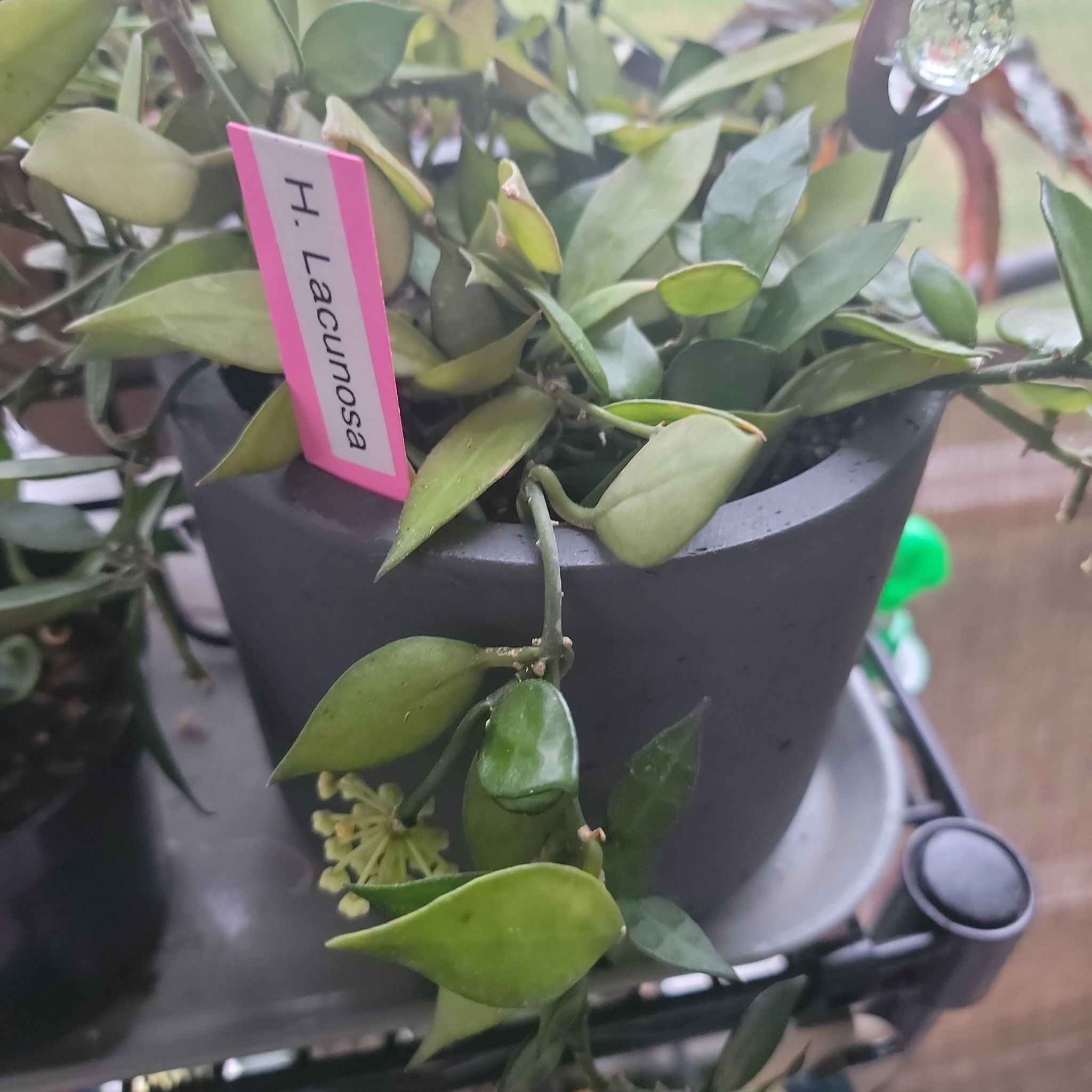 Potted Hoya lacunosa plant with some yellowing leaves and a visible label.