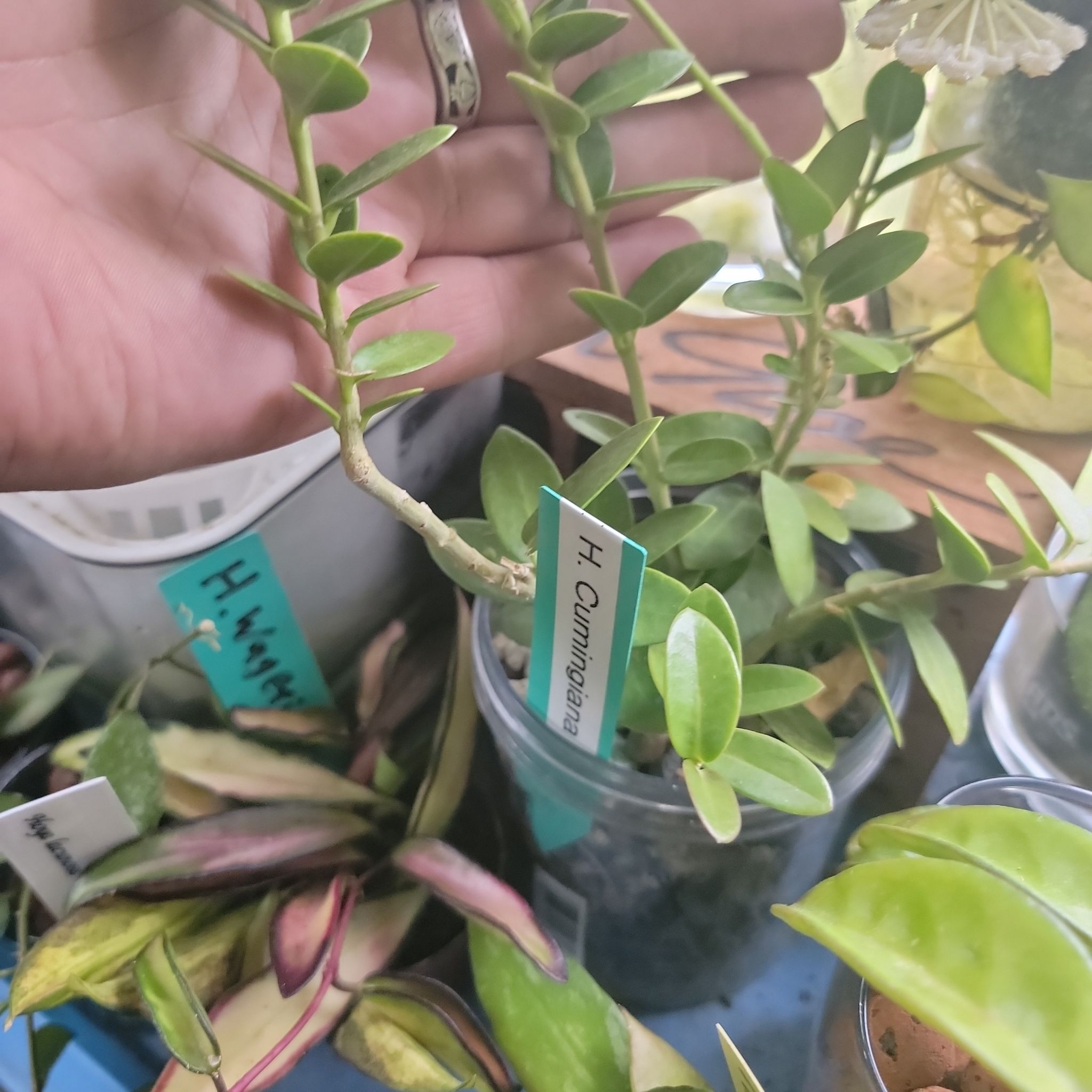 Bush Hoya plant with healthy green leaves, held by a hand, in a pot.