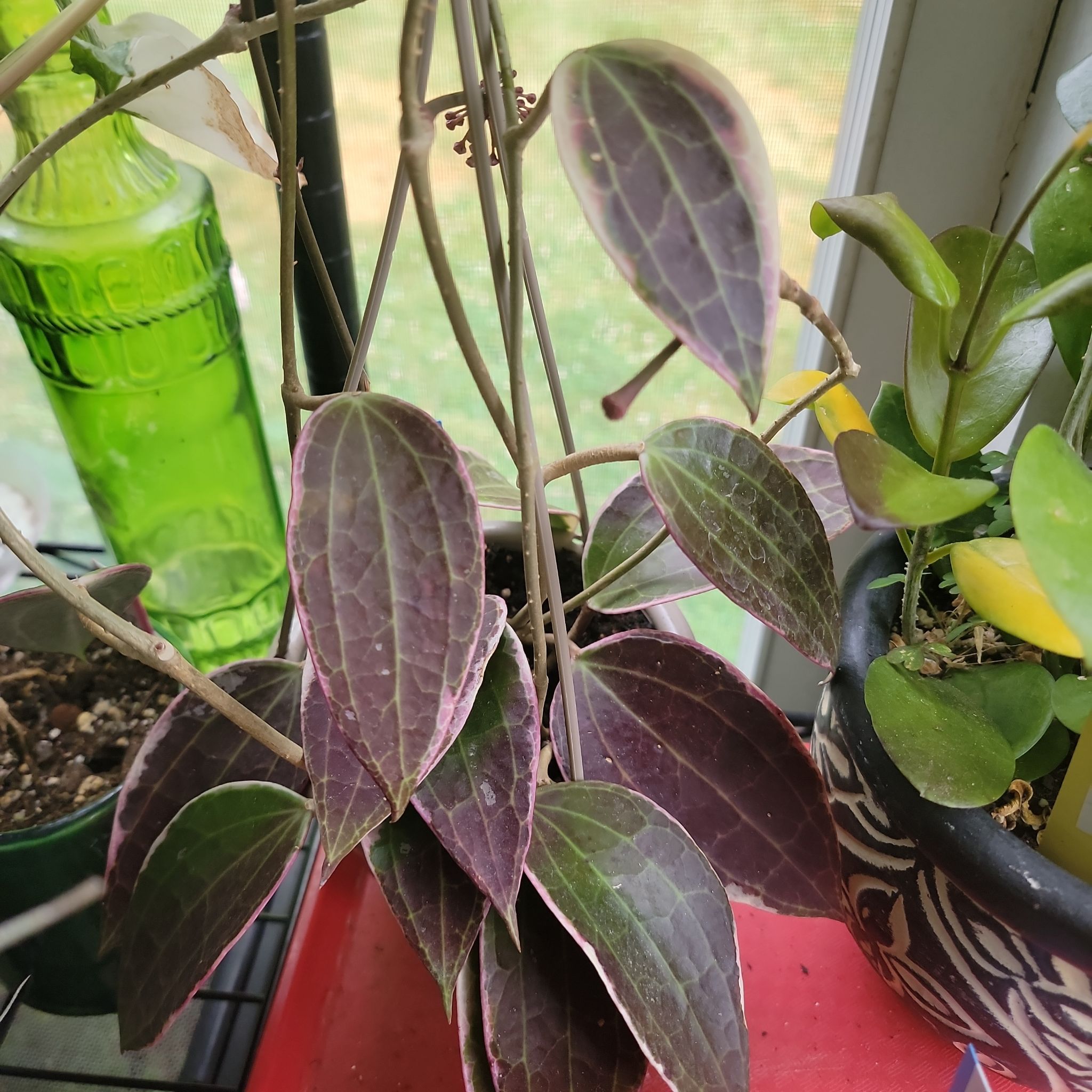 Hoya macrophylla 'Albomarginata' plant with green and purple leaves near a window.