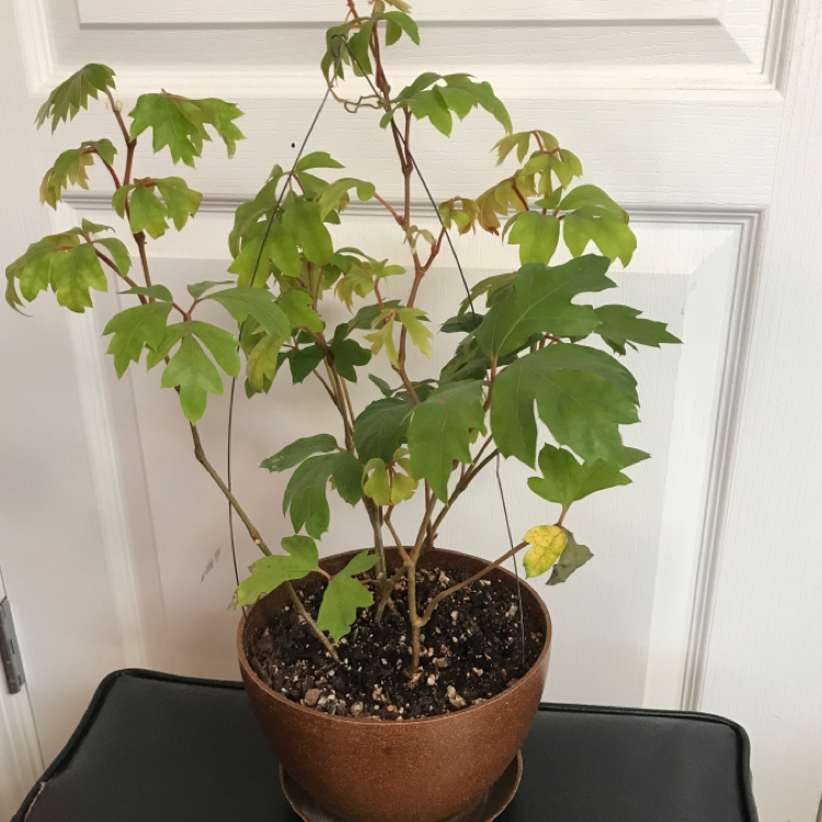 Healthy Grape Ivy plant with vibrant green diamond-shaped leaves growing in a terracotta pot indoors.