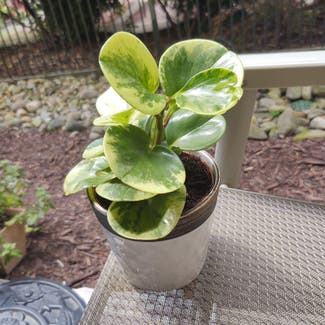 Baby Rubber Plant plant in North Bethesda, Maryland