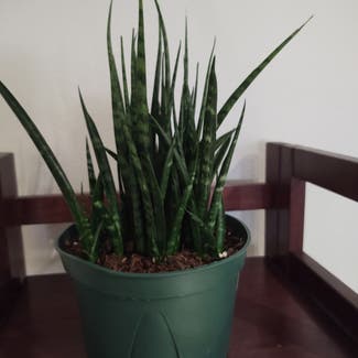 Cylindrical Snake Plant plant in North Bethesda, Maryland