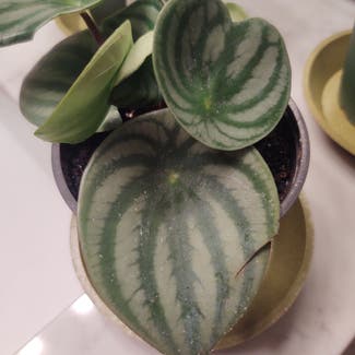 Watermelon Peperomia plant in North Bethesda, Maryland