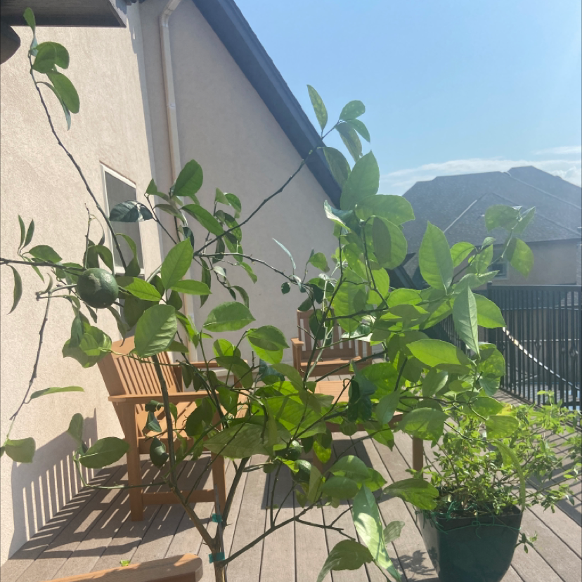 Makrut Lime plant on a sunny patio with vibrant green leaves.