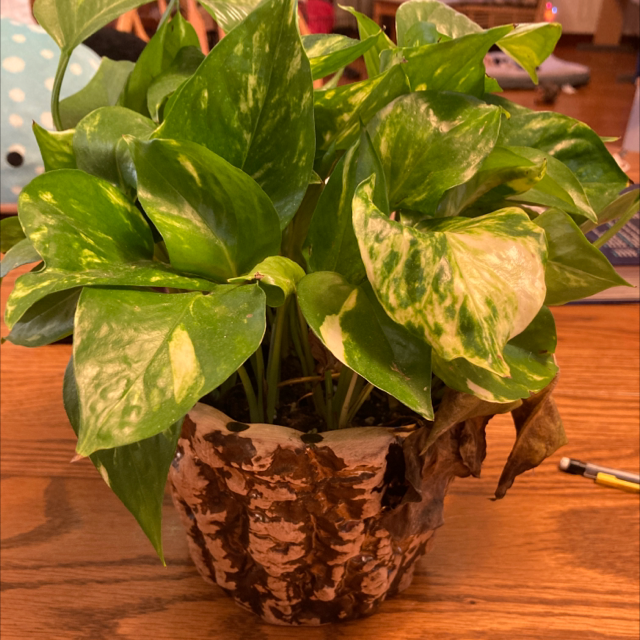 Taro Vine plant photo by @Chazcat758 named Coco on Greg, the plant care app.